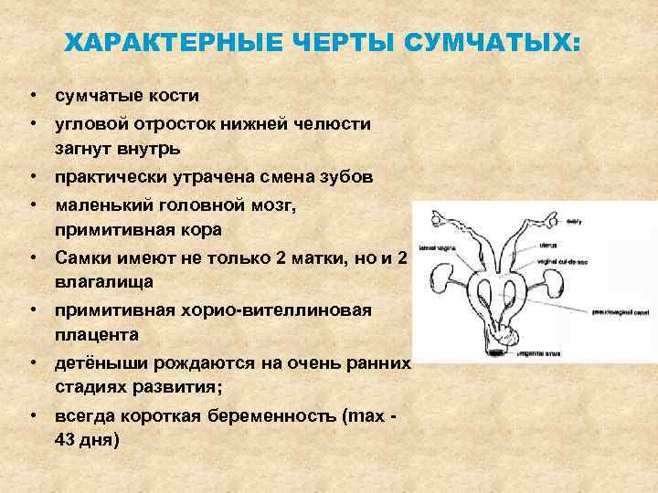 ХАРАКТЕРНЫЕ ЧЕРТЫ СУМЧАТЫХ: • сумчатые кости • угловой отросток нижней челюсти загнут внутрь •