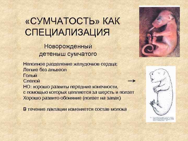  «СУМЧАТОСТЬ» КАК СПЕЦИАЛИЗАЦИЯ Новорожденный детеныш сумчатого Неполное разделение желудочков сердца; Легкие без альвеол