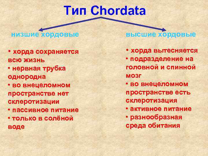 Тип Chordata низшие хордовые высшие хордовые • хорда сохраняется • хорда вытесняется всю жизнь