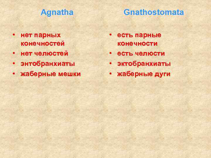 Agnatha • нет парных конечностей • нет челюстей • энтобранхиаты • жаберные мешки Gnathostomata