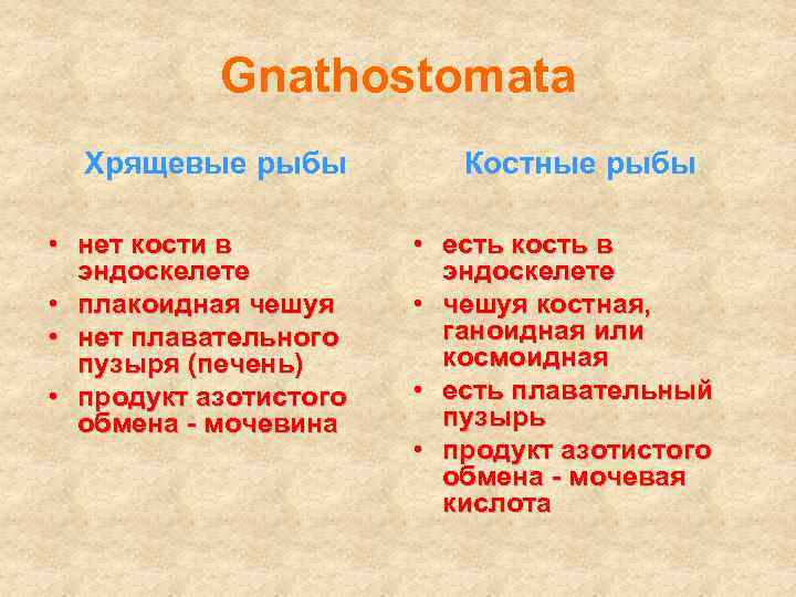 Gnathostomata Хрящевые рыбы • нет кости в эндоскелете • плакоидная чешуя • нет плавательного