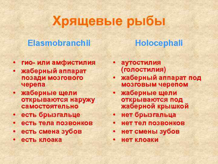 Хрящевые рыбы Elasmobranchii • гио- или амфистилия • жаберный аппарат позади мозгового черепа •