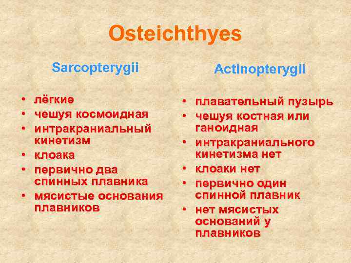 Osteichthyes Sarcopterygii Actinopterygii • лёгкие • чешуя космоидная • интракраниальный кинетизм • клоака •