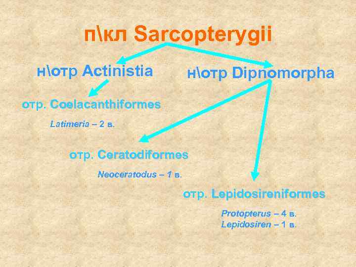 пкл Sarcopterygii нотр Actinistia нотр Dipnomorpha отр. Coelacanthiformes Latimeria – 2 в. отр. Ceratodiformes