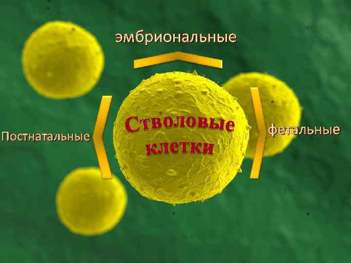эмбриональные Постнатальные фетальные 