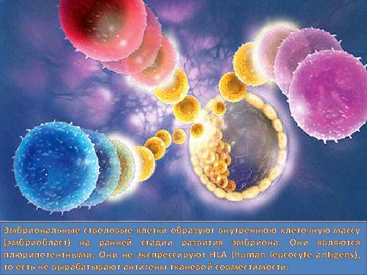 Эмбриональные стволовые клетки образуют внутреннюю клеточную массу (эмбриобласт) на ранней стадии развития эмбриона. Они