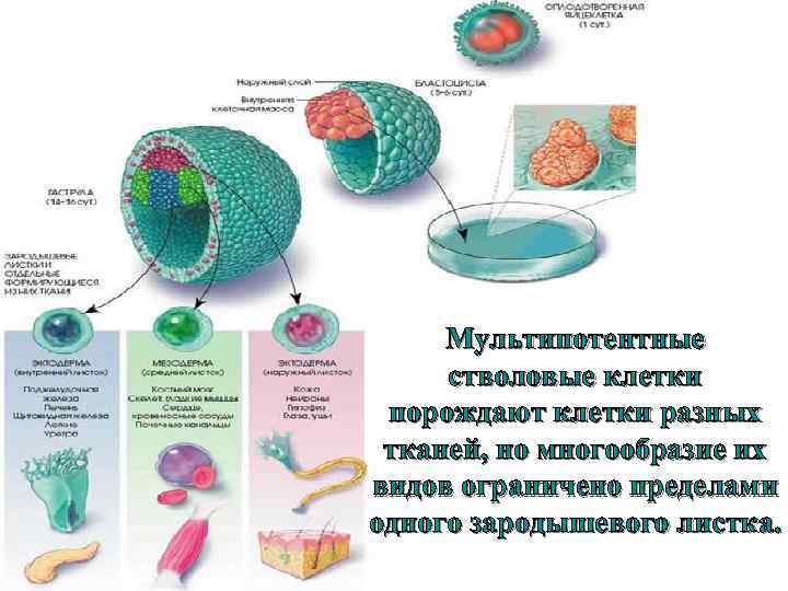 Мультипотентные стволовые клетки порождают клетки разных тканей, но многообразие их видов ограничено пределами одного