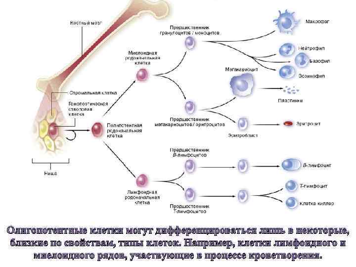 Олигопотентные клетки могут дифференцироваться лишь в некоторые, близкие по свойствам, типы клеток. Например, клетки