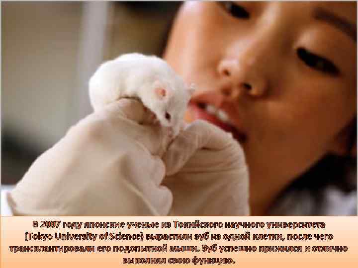 В 2007 году японские ученые из Токийского научного университета (Tokyo University of Science) вырастили