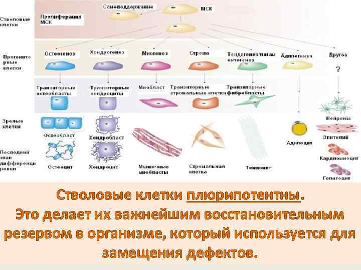 Стволовые клетки плюрипотентны. Это делает их важнейшим восстановительным резервом в организме, который используется для