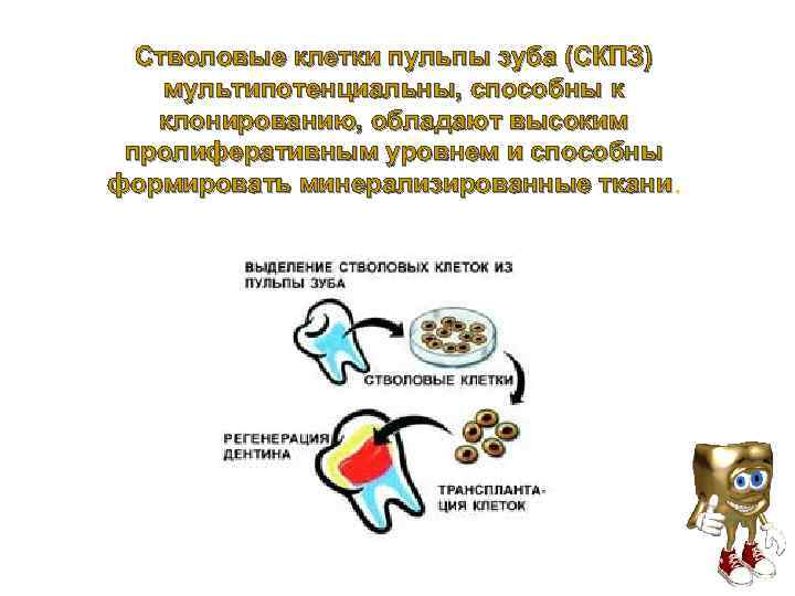 Стволовые клетки зуба. Стволовые клетки в стоматологии. Стволовые клетки пульпы. Стволовые клетки пульпы зуба. Применение стволовых клеток в стоматологии.