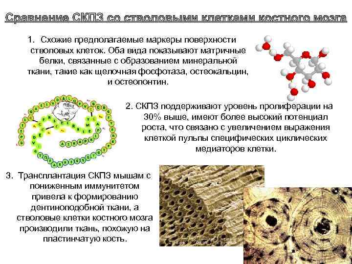 Матрица белка. Стволовые клетки пульпы зуба. Стволовая клетка пульпы зуба. Поверхностные маркеры стволовой клетки. Белки стволовых клеток.