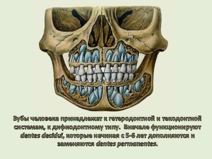 Гетеродонтная дифференцированная зубная система есть у льва