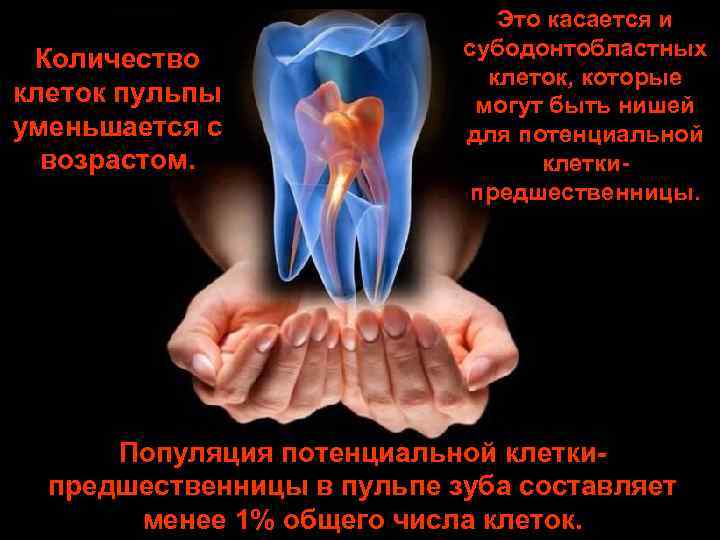 Количество клеток пульпы уменьшается с возрастом. Это касается и субодонтобластных клеток, которые могут быть