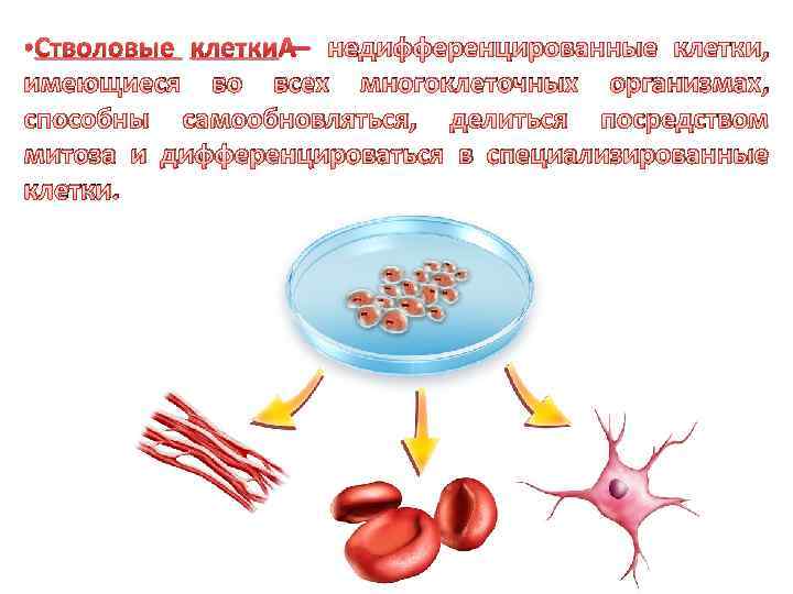 Стволовые клетки зуба. Стволовые клетки. Стволовые клетки в стоматологии. Применение стволовых клеток в стоматологии. Стволовая клетка.