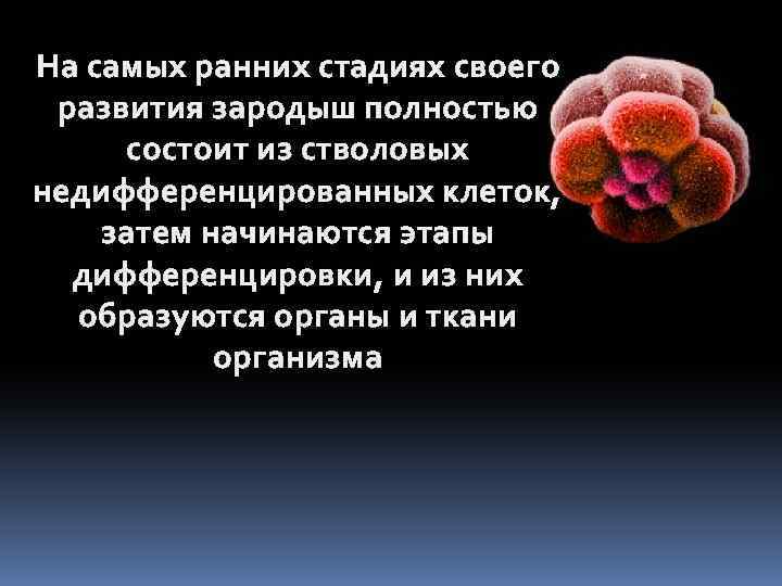 Стволовые клетки в стоматологии презентация