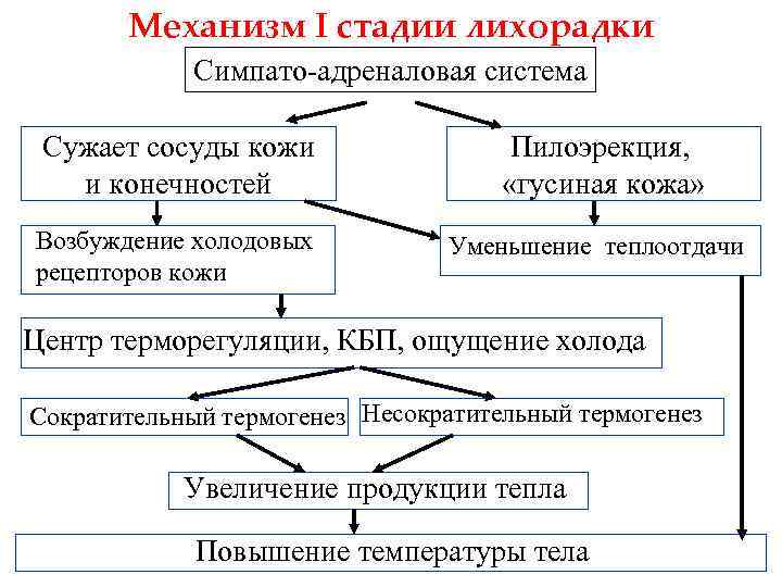 Симпатоадреналовая система схема