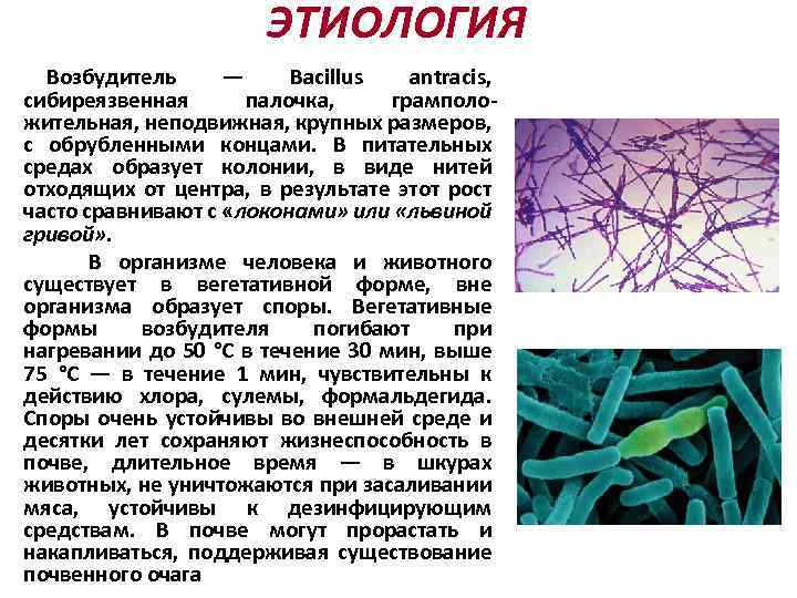 ЭТИОЛОГИЯ Возбудитель — Bacillus antracis, сибиреязвенная палочка, грамположительная, неподвижная, крупных размеров, с обрубленными концами.