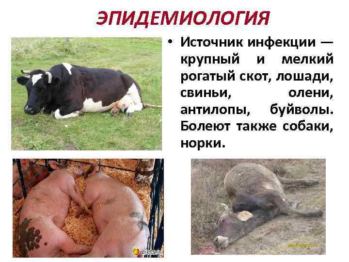 ЭПИДЕМИОЛОГИЯ • Источник инфекции — крупный и мелкий рогатый скот, лошади, свиньи, олени, антилопы,