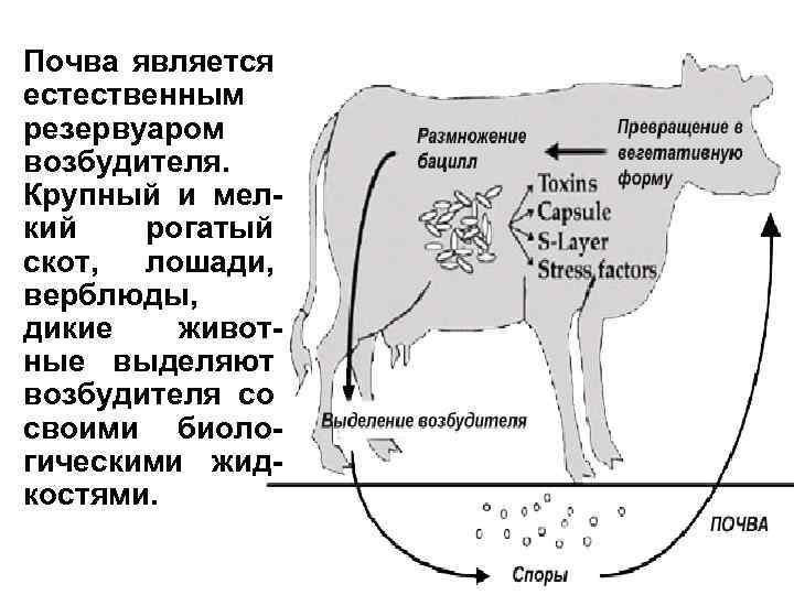 Почва является естественным резервуаром возбудителя. Крупный и мелкий рогатый скот, лошади, верблюды, дикие животные