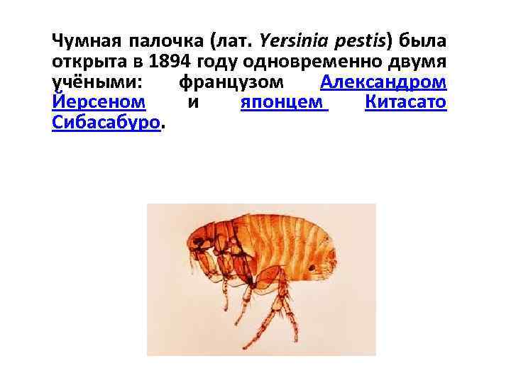 Чумная палочка (лат. Yersinia pestis) была открыта в 1894 году одновременно двумя учёными: французом