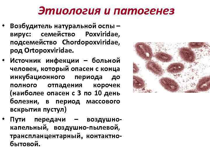Этиология и патогенез • Возбудитель натуральной оспы – вирус: семейство Poxviridae, подсемейство Chordopoxviridae, род