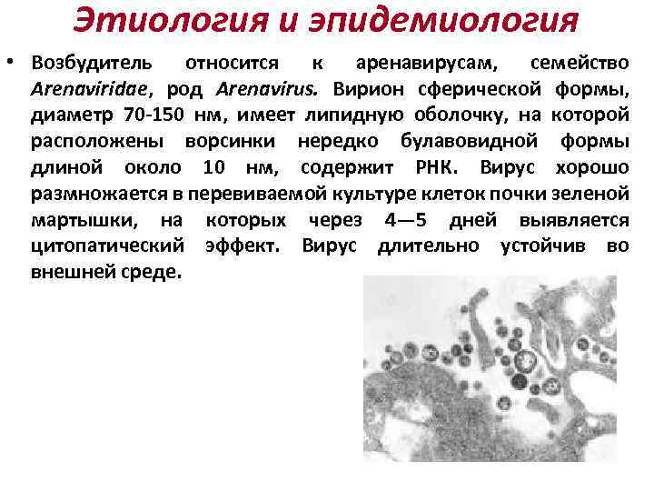 Этиология и эпидемиология • Возбудитель относится к аренавирусам, семейство Arenaviridae, род Arenavirus. Вирион сферической