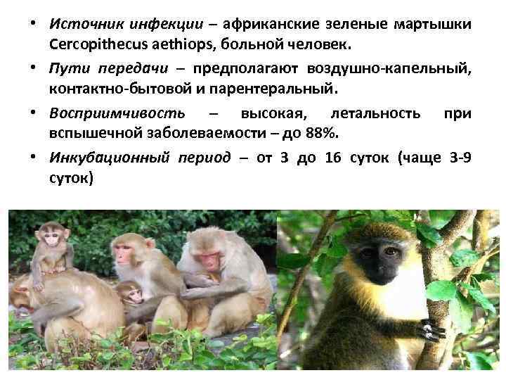 • Источник инфекции – африканские зеленые мартышки Cercopithecus aethiops, больной человек. • Пути