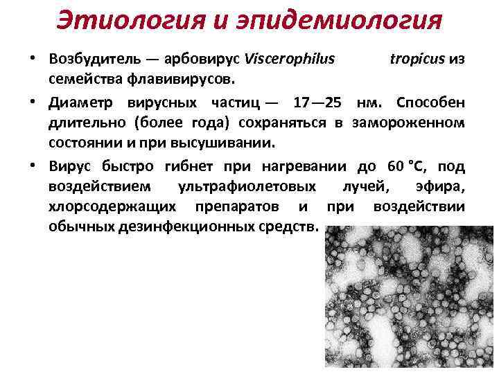Этиология и эпидемиология • Возбудитель — арбовирус Viscerophilus tropicus из семейства флавивирусов. • Диаметр