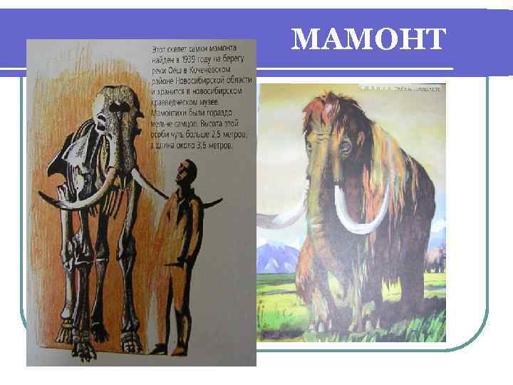 МАМОНТ 