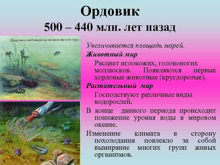 Ордовик 500 – 440 млн. лет назад Увеличивается площадь морей. Животный мир Расцвет иглокожих,