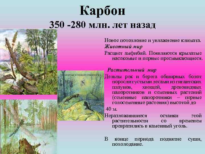 Карбон 350 -280 млн. лет назад Новое потепление и увлажнение климата. Животный мир Расцвет