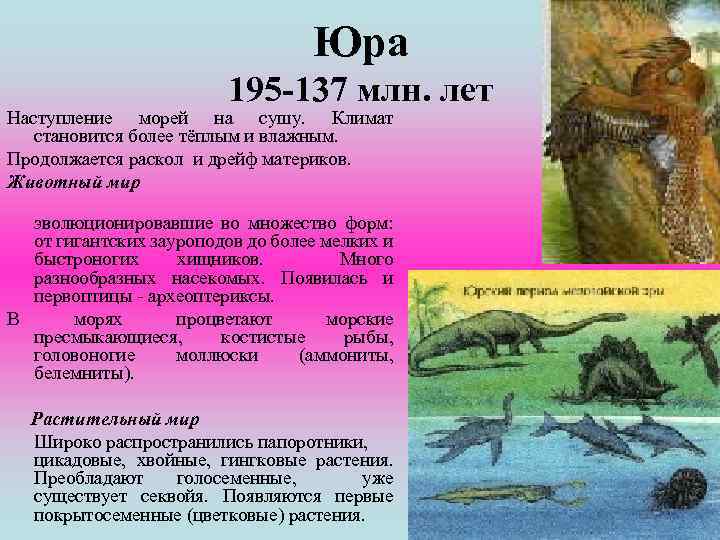 Юра 195 -137 млн. лет Наступление морей на сушу. Климат становится более тёплым и