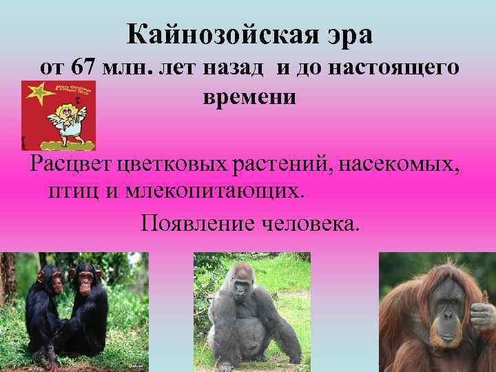 Кайнозойская эра от 67 млн. лет назад и до настоящего времени Расцветковых растений, насекомых,