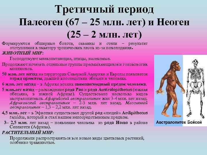 Третичный период Палеоген (67 – 25 млн. лет) и Неоген (25 – 2 млн.
