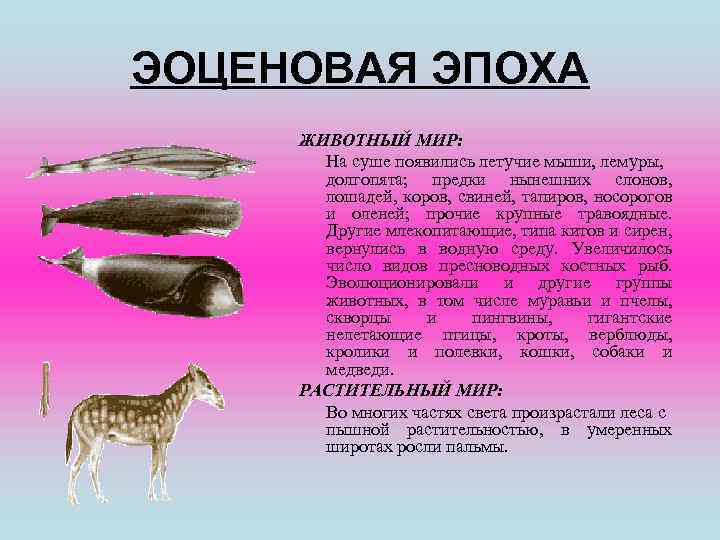 ЭОЦЕНОВАЯ ЭПОХА ЖИВОТНЫЙ МИР: На суше появились летучие мыши, лемуры, долгопята; предки нынешних слонов,