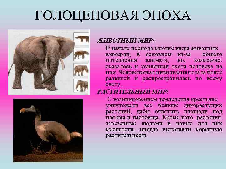 ГОЛОЦЕНОВАЯ ЭПОХА ЖИВОТНЫЙ МИР: В начале периода многие виды животных вымерли, в основном из-за