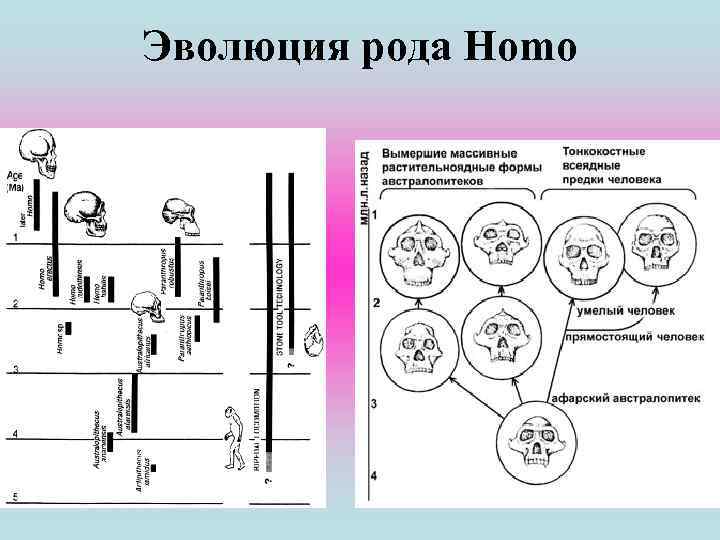 Развитие рода. Род homo схема. Схема эволюции рода homo. Эволюция рода хомо. Этапы развития рода хомо.