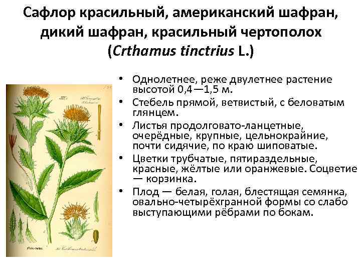 Сафлор красильный, американский шафран, дикий шафран, красильный чертополох (Crthamus tinctrius L. ) • Однолетнее,