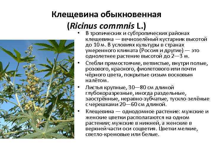 Клещевина обыкновенная (Ricinus commnis L. ) • В тропических и субтропических районах клещевина —