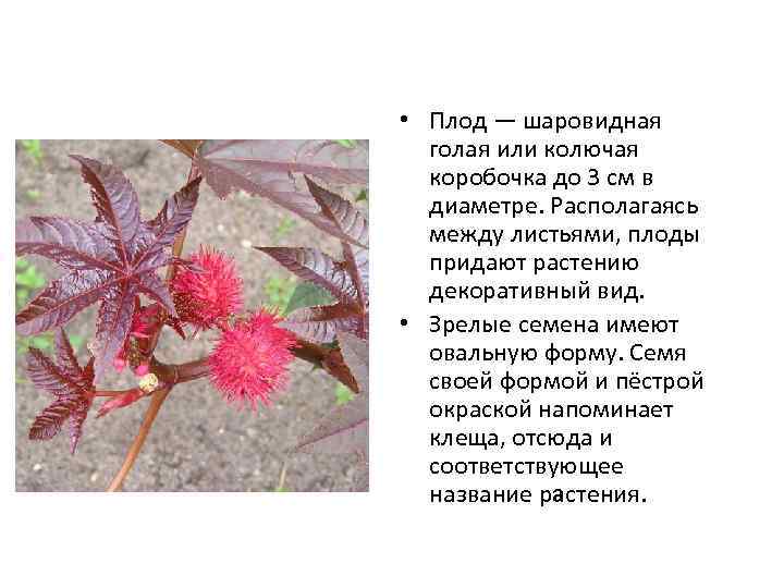  • Плод — шаровидная голая или колючая коробочка до 3 см в диаметре.