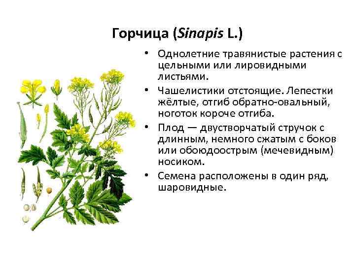 Горчица (Sinapis L. ) • Однолетние травянистые растения с цельными или лировидными листьями. •