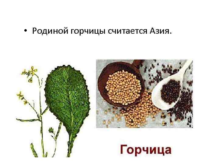  • Родиной горчицы считается Азия. 