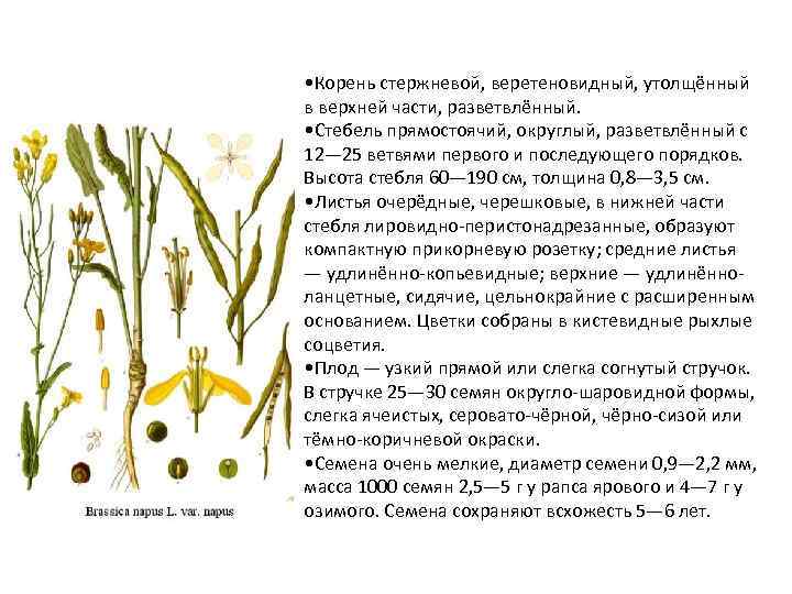  • Корень стержневой, веретеновидный, утолщённый в верхней части, разветвлённый. • Стебель прямостоячий, округлый,