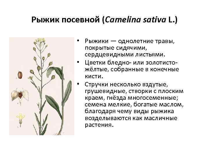 Рыжик посевной (Camelina sativa L. ) • Рыжики — однолетние травы, покрытые сидячими, сердцевидными