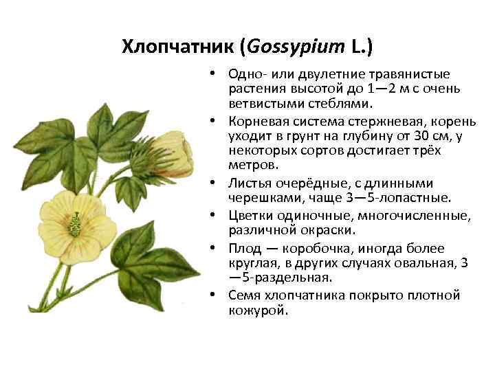 Хлопчатник (Gossypium L. ) • Одно- или двулетние травянистые растения высотой до 1— 2