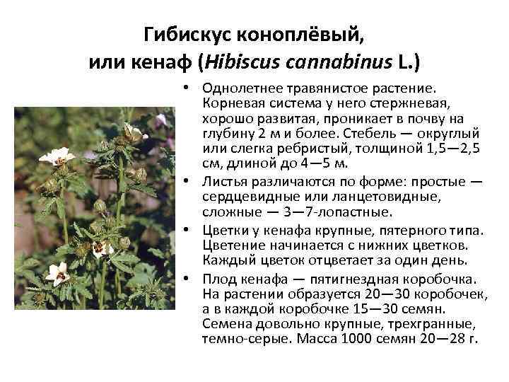 Гибискус коноплёвый, или кенаф (Hibiscus cannabinus L. ) • Однолетнее травянистое растение. Корневая система