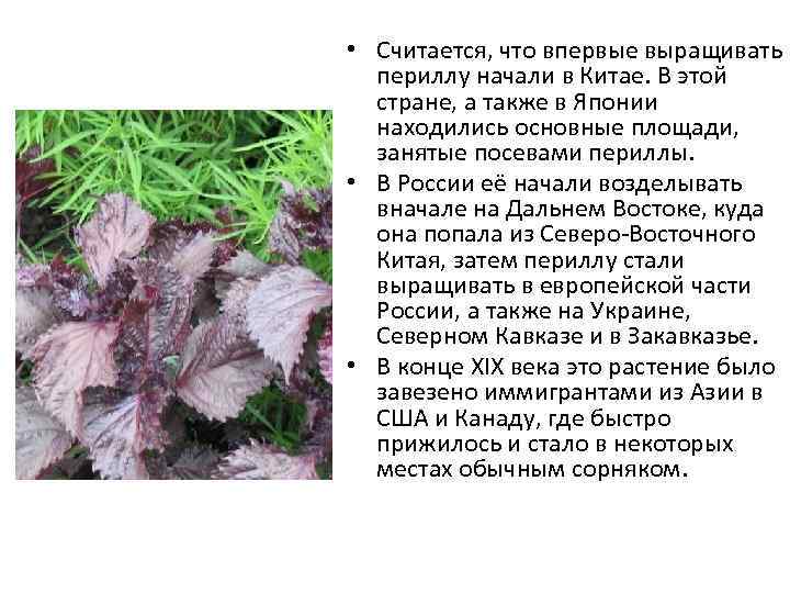  • Считается, что впервые выращивать периллу начали в Китае. В этой стране, а