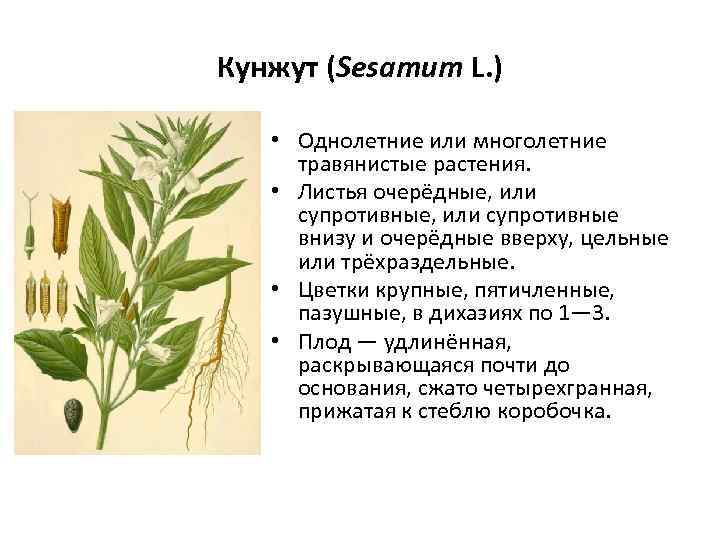 Кунжут (Sesamum L. ) • Однолетние или многолетние травянистые растения. • Листья очерёдные, или