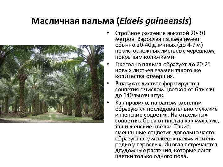 Масличная пальма (Elaeis guineensis) • Стройное растение высотой 20 -30 метров. Взрослая пальма имеет